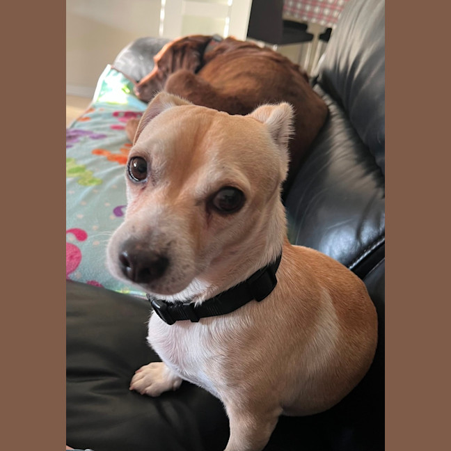 Photo of Archie   3 Year Old Chihuahua X Jack Russell