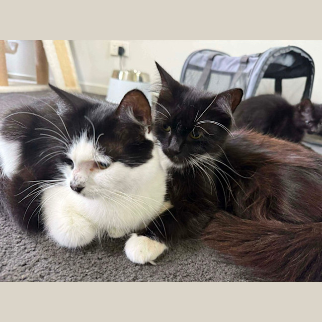 Photo of Maybelle & Clover 