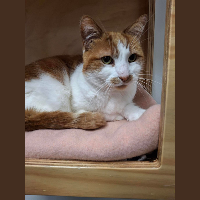 Photo of Primrose (Bonded To Felix)