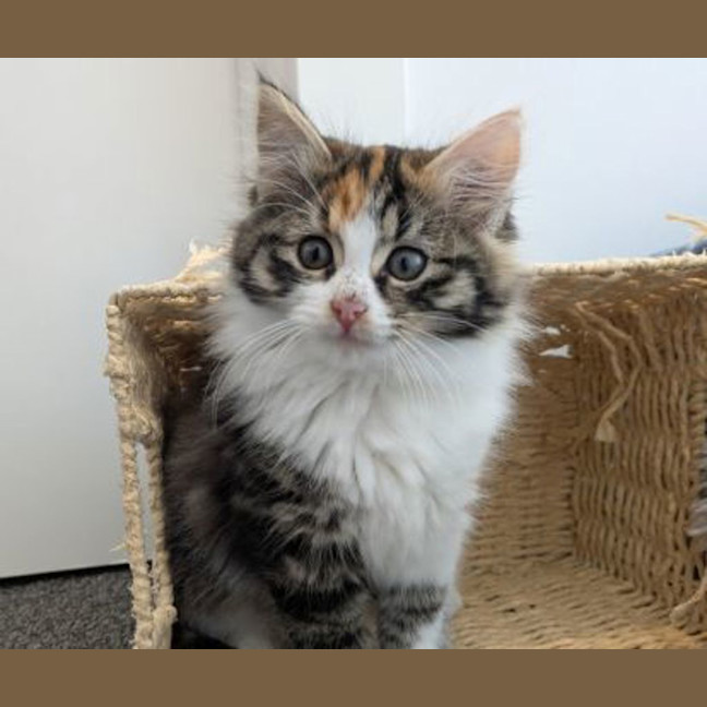 Photo of Miska