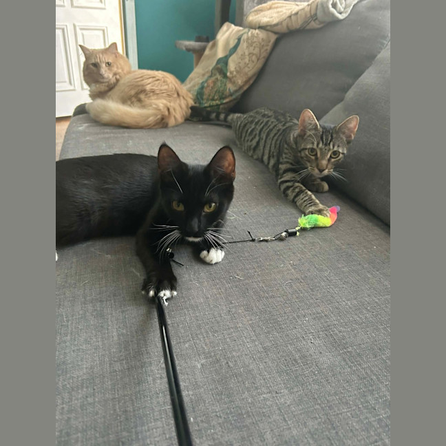 Photo of Onyx & Hexley