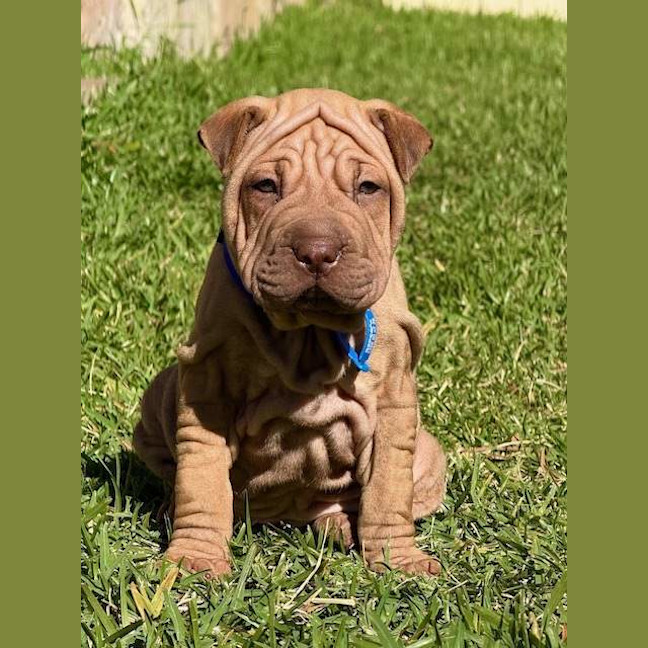 Photo of Bonnie