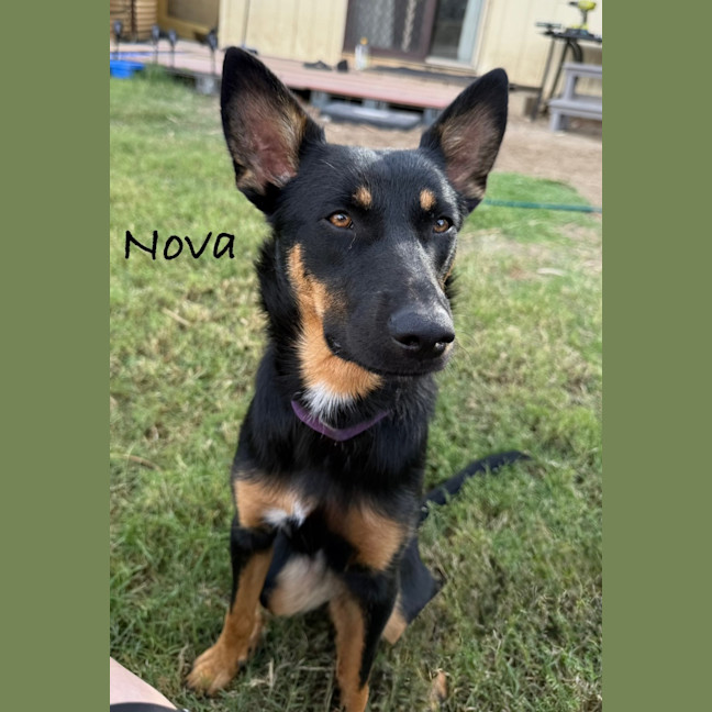 Photo of Nova