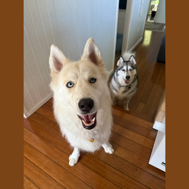 Photo of Snowball   2 Year Old Husky