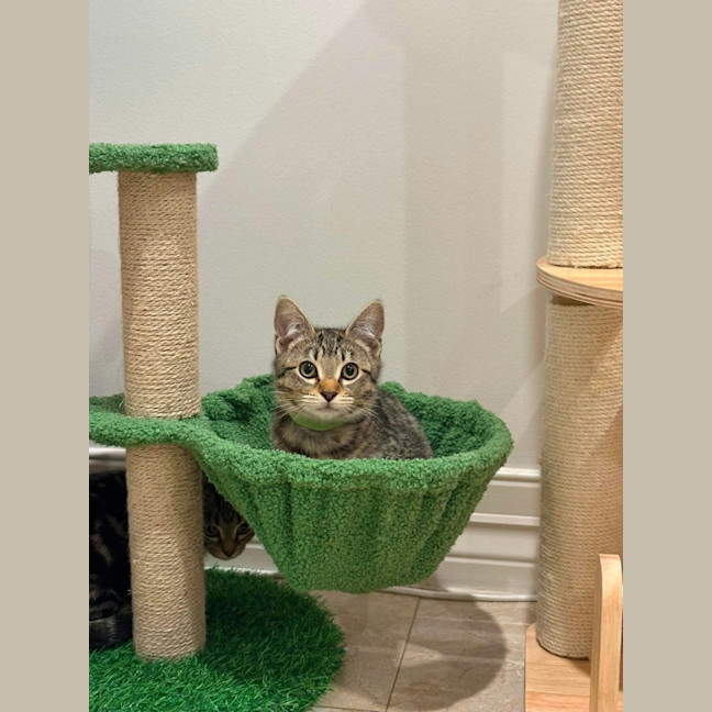 Photo of Chester