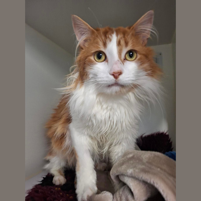 Photo of Cheeto