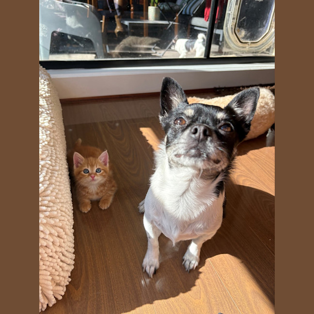 Photo of Gooby