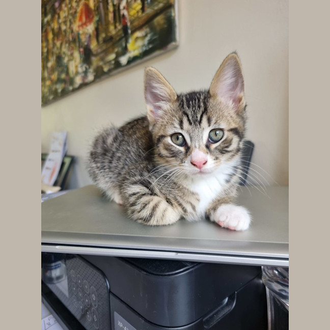 Photo of Button