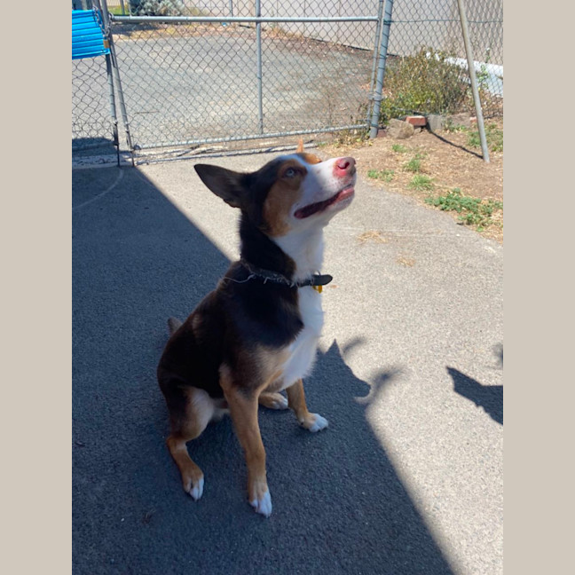 Photo of Ace