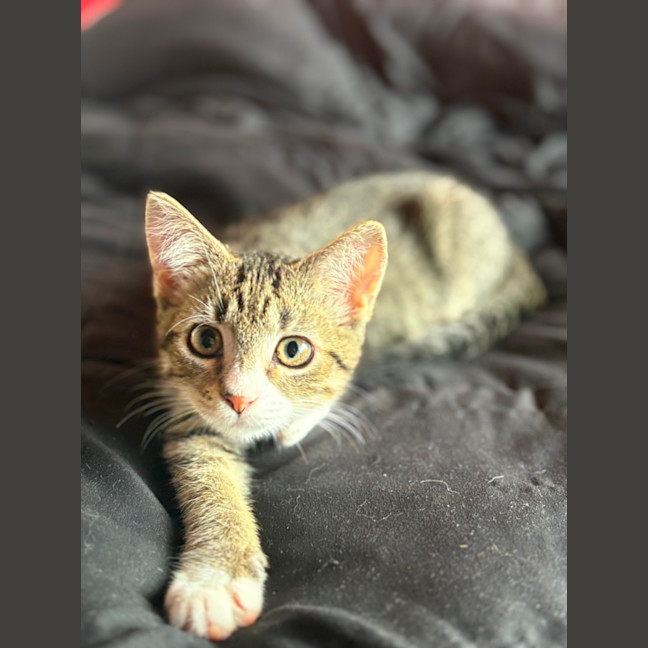 Photo of Hunter 