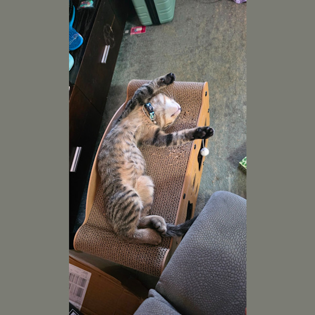 Photo of Milo