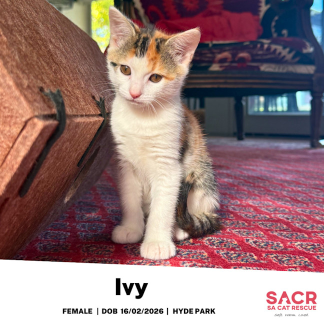 Photo of Ivy