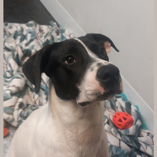 Photo of Oreo