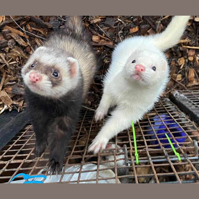 Photo of Sid & Digby