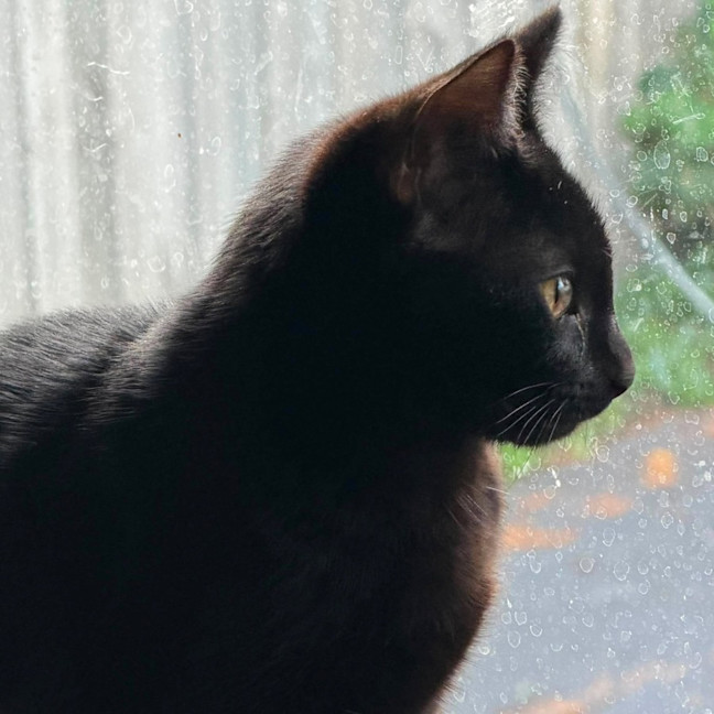 Photo of Sprout   In Foster Care In Brunswick East