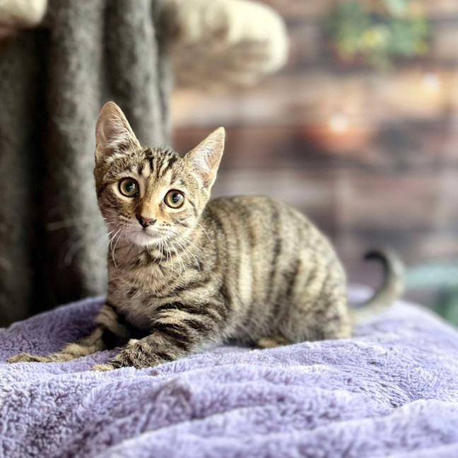 Photo of Buttercup   Meet Me At Ivanhoe East Vet Clinic