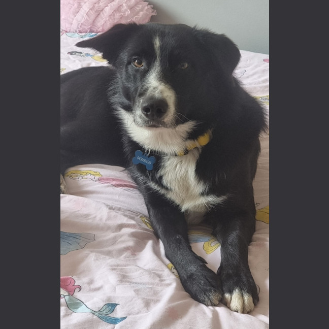 Photo of Ollie