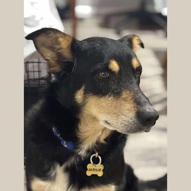 Photo of Buddy