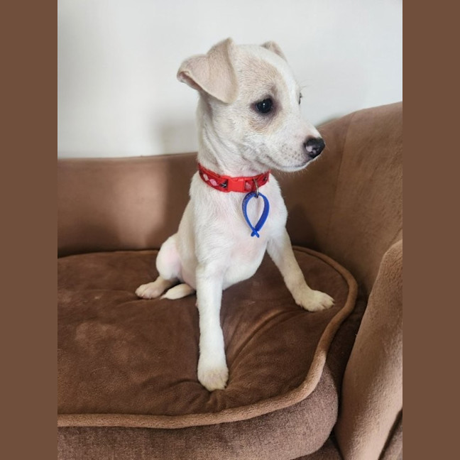 Photo of Seraya   9 Week Old Jack Russell Terrier (Trial)