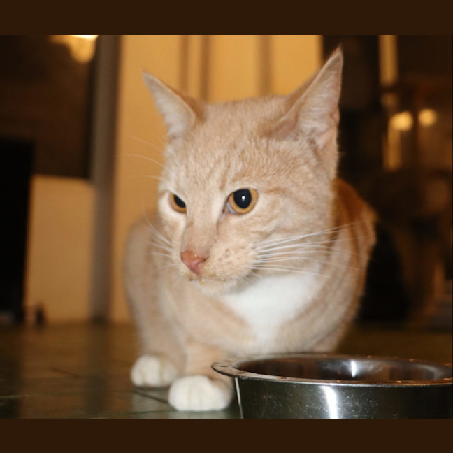 Photo of Fox Now Available At Pet Quarters Broadmeadow