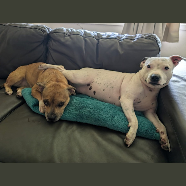 Photo of Lemon   2 Year Old Dachshund X French Bulldog