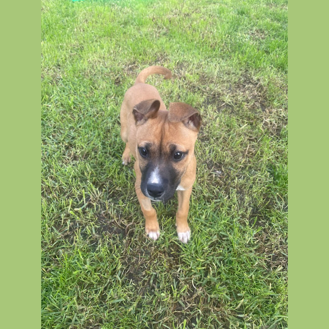 Photo of Toffee