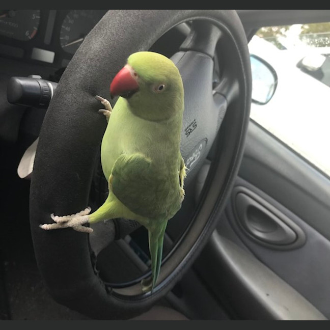 Photo of Bilbo And Fish