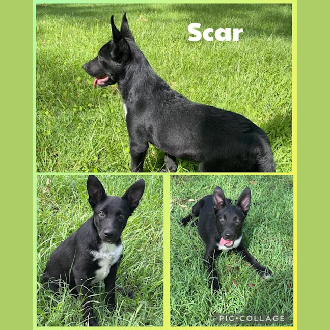 Photo of Scar