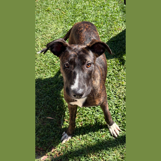 Photo of Flicka