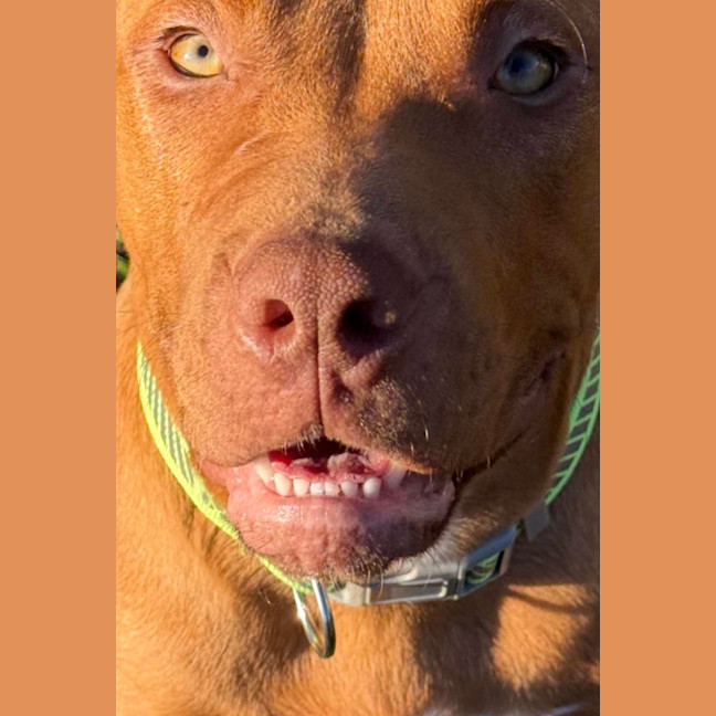 Photo of Bronson