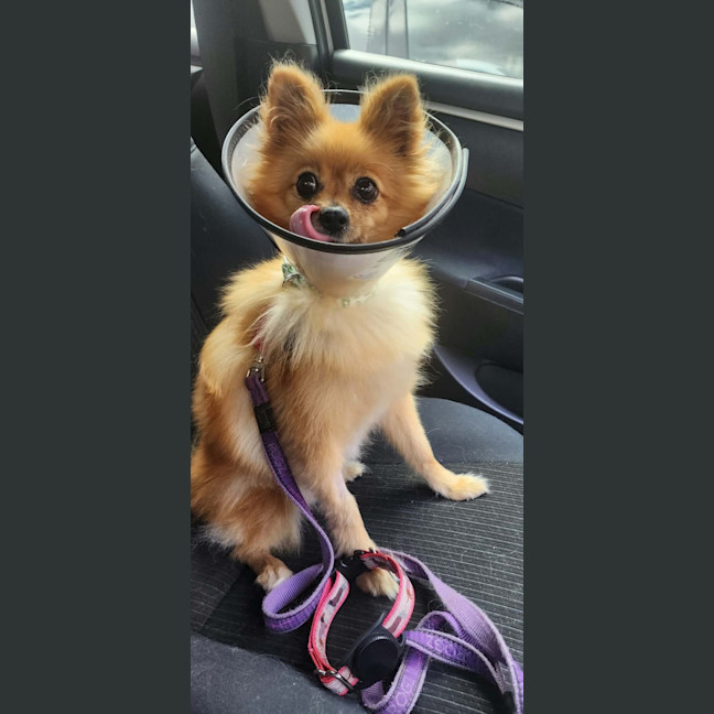 Photo of Cookie 