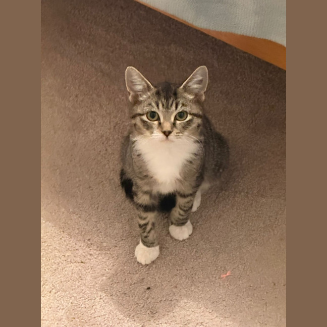 Photo of Mouse