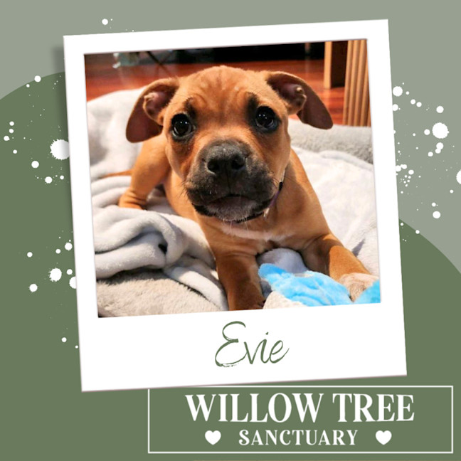 Photo of Evie