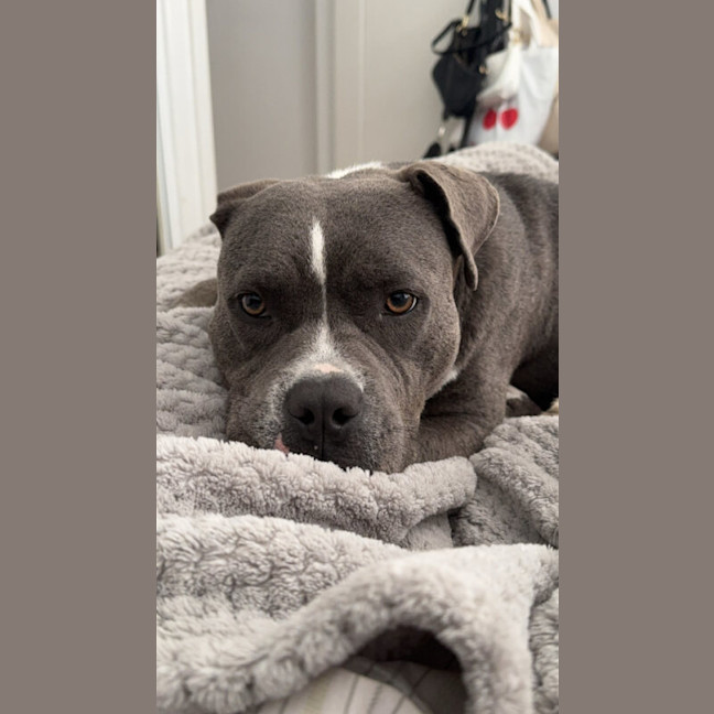 Photo of Tikki