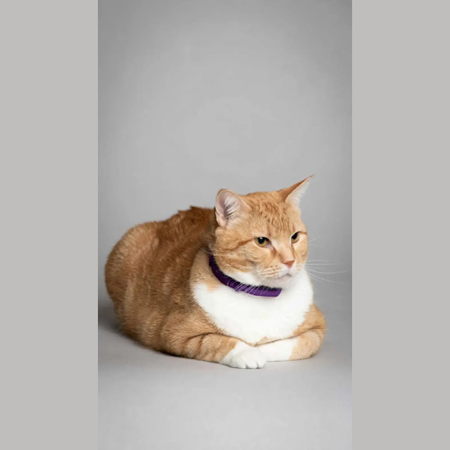 Photo of Alani