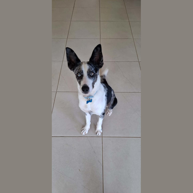 Photo of Link
