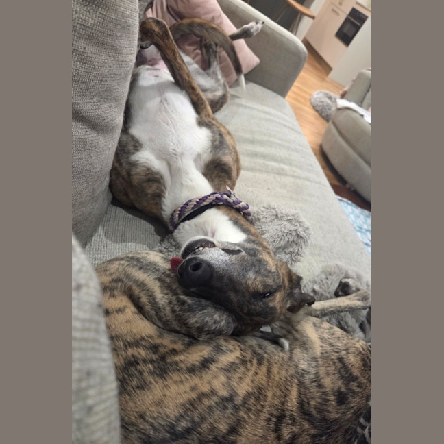 Photo of Ruby, The Greyhound