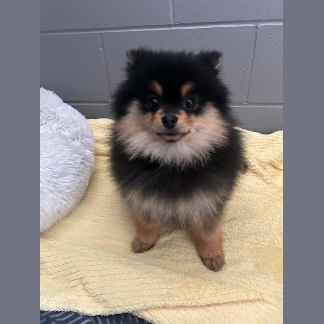 Photo of Storm