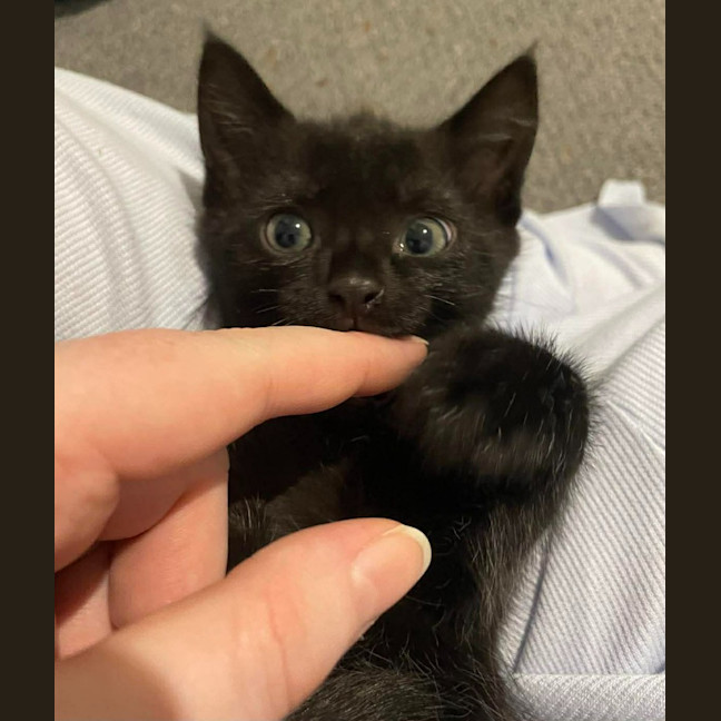 Photo of Apollo