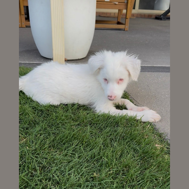 Photo of Brodie