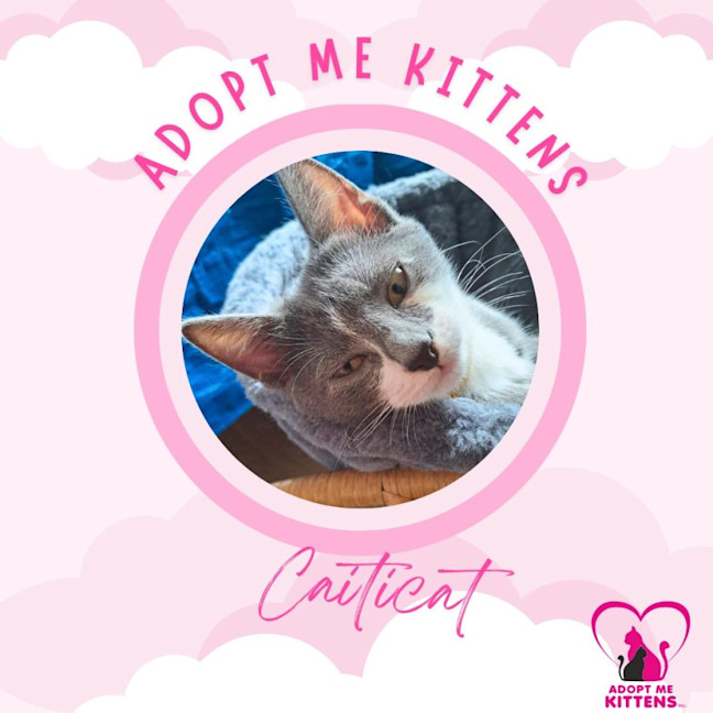Photo of Caiticat