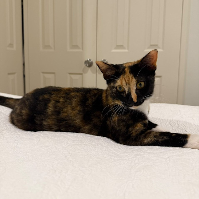 Photo of Elvie
