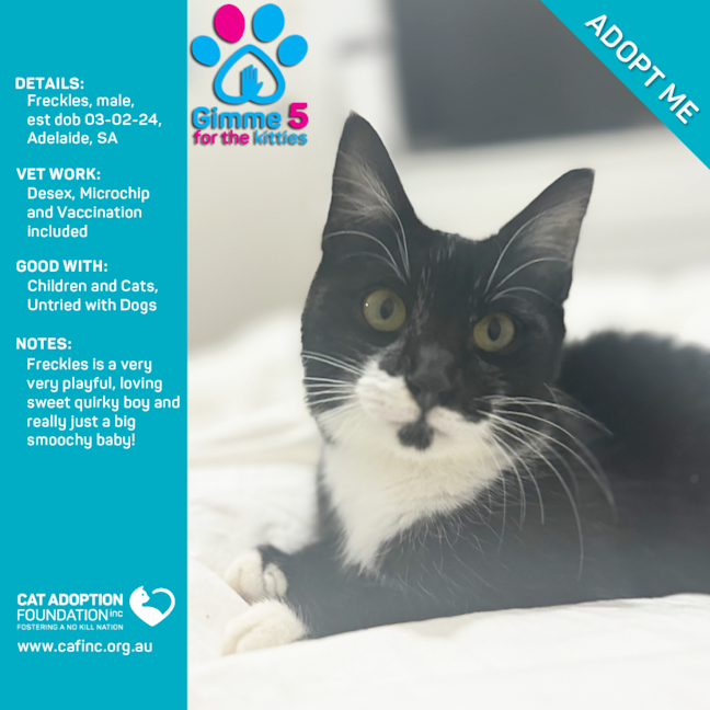 Photo of Freckles Just $50 Limited Time!