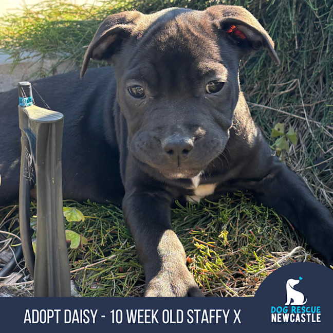 Photo of Daisy   10 Week Old Staffy X