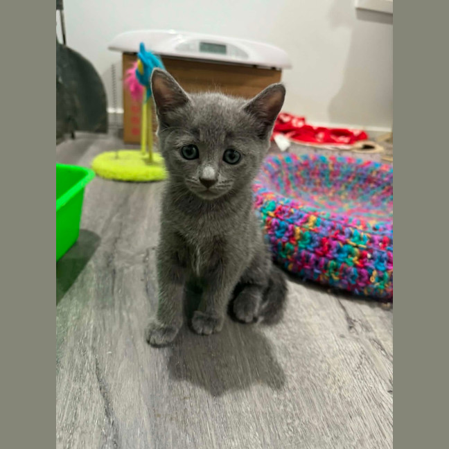 Photo of Puumba