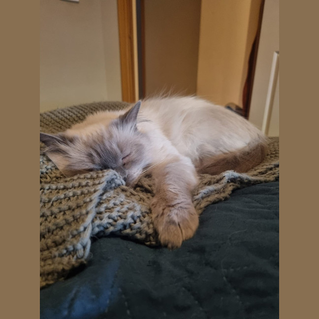 Photo of Selene & Voxie