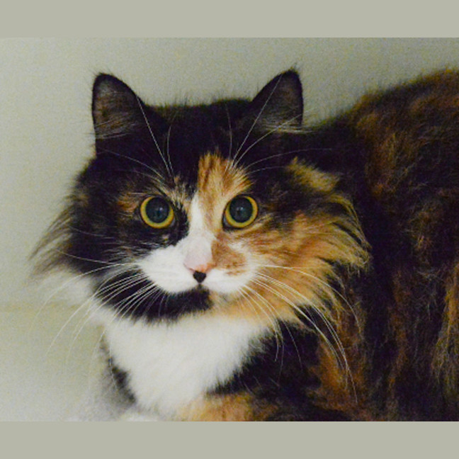 Photo of Missy