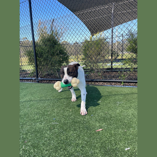 Photo of Bane Imp 1186