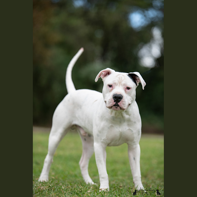 Photo of Diesel