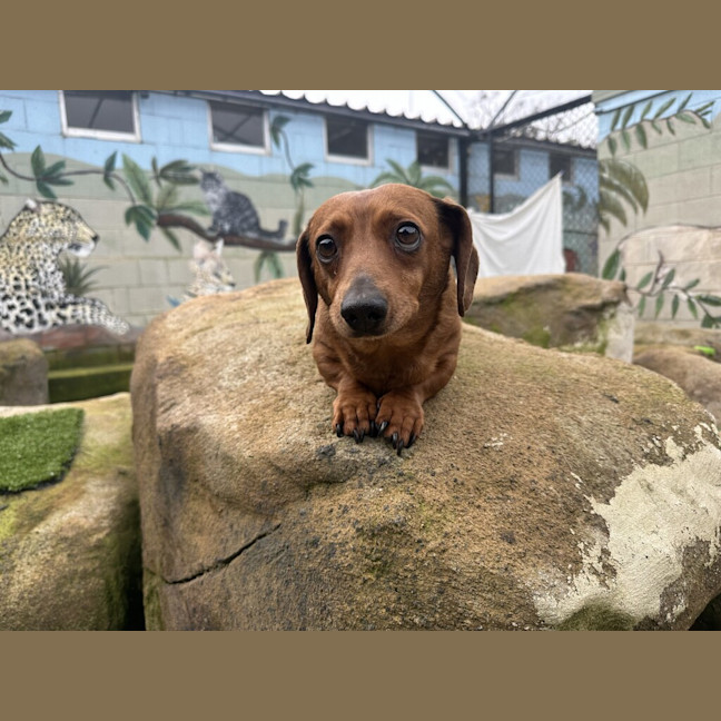 Photo of Willow